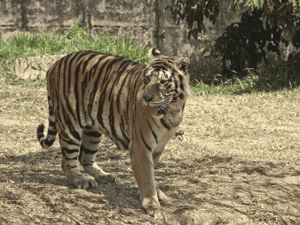 Zoológico de Belo Horizonte